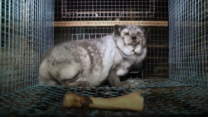 Finland fur investigation reveals cruelty