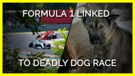 Formula One is Linked to One of the Deadliest Dog Races on Earth