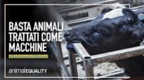 Gli animali non sono macchine: la nostra campagna per cambiare le leggi sugli animali in Europa