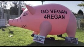 Go Vegan For Regan