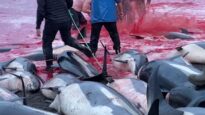 GRAPHIC IMAGES! 1428 Dolphins killed in a bloody massacre in the Faroe Islands.