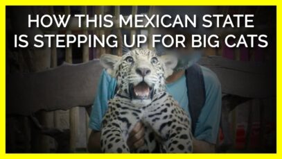 How This Mexican State Is Stepping Up for Big Cats