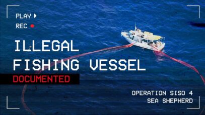 Illegal Fishing Documented in the Med!