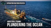 Industrial Fishing: Plundering the Ocean