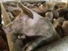 Investigación de Igualdad Animal muestra MALTRATO ANIMAL en una granja de cerdos en Brasil