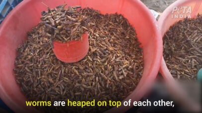 Investigation: India’s Illegal Wildlife and Dog-Meat Markets