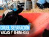 La separación de vacas y terneros descrita por Joaquin Phoenix
