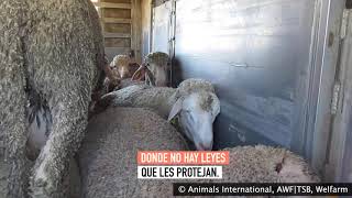 La tortura que padecen los animales procedentes de España en los mataderos de Líbano