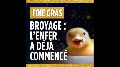Le broyage des canetons