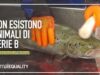 Le leggi europee non proteggono tutti gli animali, è ora di cambiare le cose