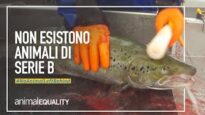 Le leggi europee non proteggono tutti gli animali, è ora di cambiare le cose