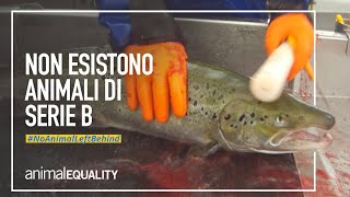 Le leggi europee non proteggono tutti gli animali, è ora di cambiare le cose