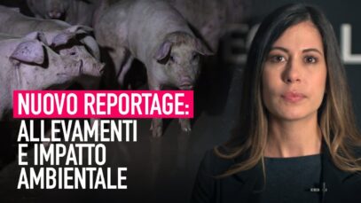 L'impatto ambientale degli allevamenti intensivi – nuove immagini di Animal Equality