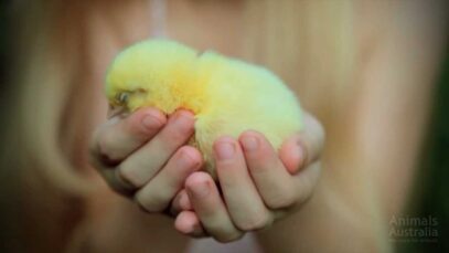 Make it Possible – how to end factory farming
