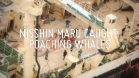 Nisshin Maru Caught Poaching Whales