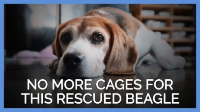 No More Cages for This Rescued Beagle, Thanks to a PETA Undercover Investigator