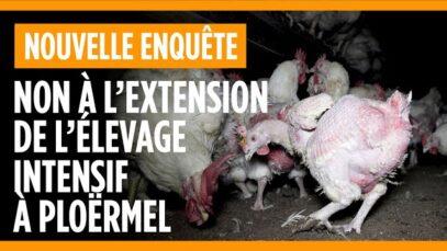 Non à l’extension de l’élevage intensif de poules et de coqs reproducteurs à Ploërmel