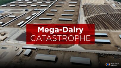 One State's "Mega Dairy" Catastrophe