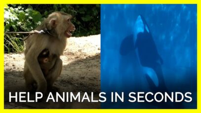 Orcas, Dogs, Monkeys, & More Animals Urgently Need Your Help