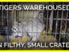 Pacing Tigers Warehoused in Filthy, Small Crates for Jordan World Circus