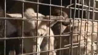 Philippine Dog Investigation