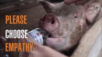 Pig Vigil With North Carolina Animal Save