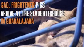Sad, Frightened Pigs Arrive At The Slaughterhouse in Guadalajara - Animal SaveMovement