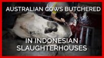 Shocking: Australian Cows Butchered Alive in Indonesian Slaughterhouses