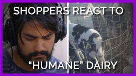 Shoppers React to “Humane” Dairy Practices