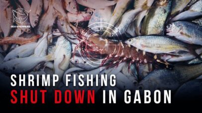 Shrimp Fishing SHUT DOWN in Gabon