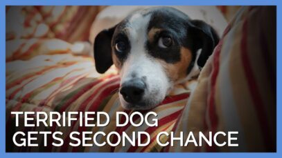 Terrified Chained Dog Gets Second Chance