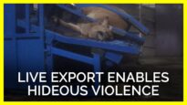 This Cow’s Agonizing Murder for Live Export Industry Is Horrifying