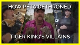 ‘Tiger King’ Is Back: See How PETA Dethroned the Series’ Villains