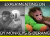 Today's Experiments on Monkeys Are Just as Cruel As They Were 70 Years Ago