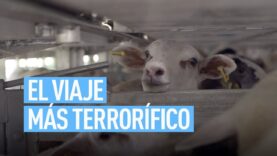 Viaje agónico de cien mil corderos enviados desde España a Arabia Saudí