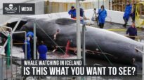 Whale Watching in Iceland: Is this what you want to see?