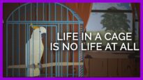 What Life in a Cage is Like: An Animated Story of a Bird