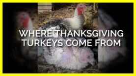 Why You Should Leave Turkeys Out of Your Thanksgiving #shorts