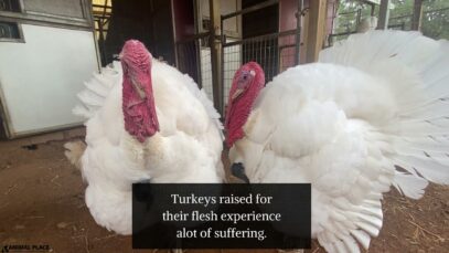 Will you take a stand for turkeys this Thanksgiving?