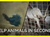 Animals Need You This December