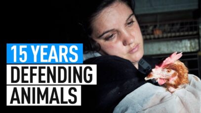 Celebrating 15 Years of Activism for Animals!