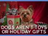 Dogs Aren’t Toys or Holiday Gifts
