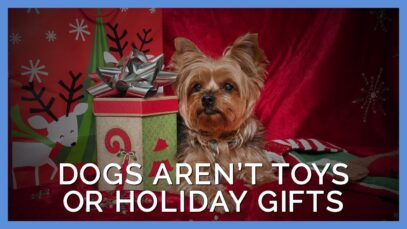 Dogs Aren’t Toys or Holiday Gifts