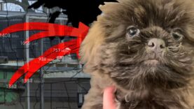 End the puppy mill pipeline!