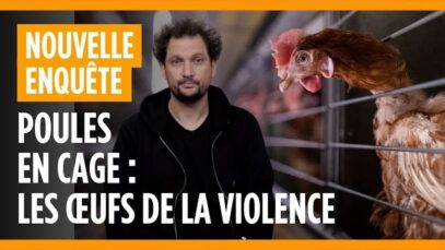 Éric Antoine et L214 réclament la fin de l’élevage en cage des poules pondeuses