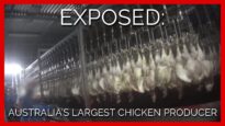 Exposed: Birds Beaten at Australia's Largest Chicken Producer