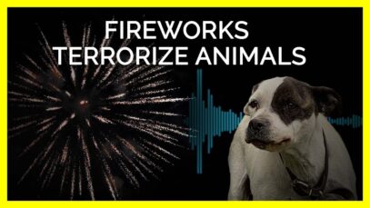Fireworks Are Terrorizing for Animals