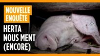 Herta nous ment (encore)