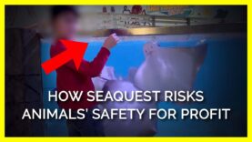 How SeaQuest Aquariums Risk Animals’ Safety for Profit