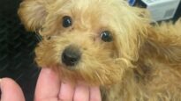 Investigation Inside American Kennels